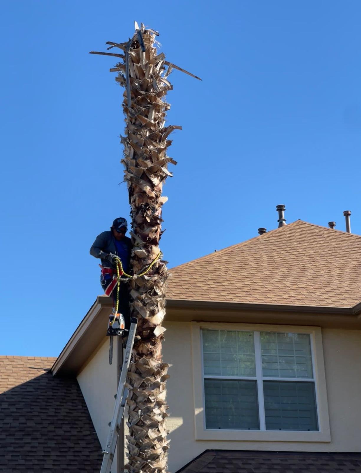 Hector Tree Services Image